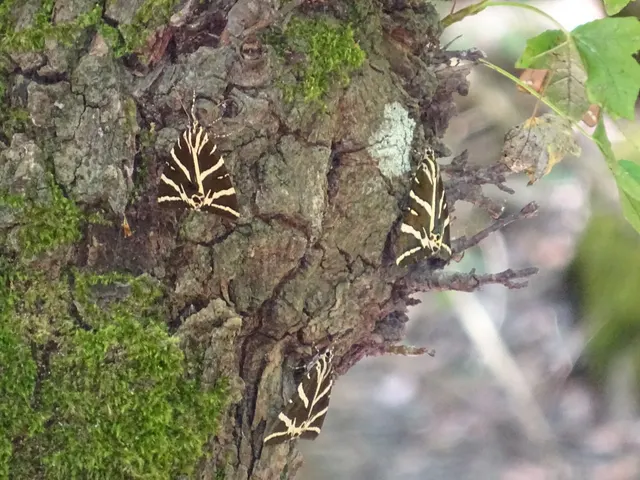 Butterfly valley closeup of three butterflies on tree