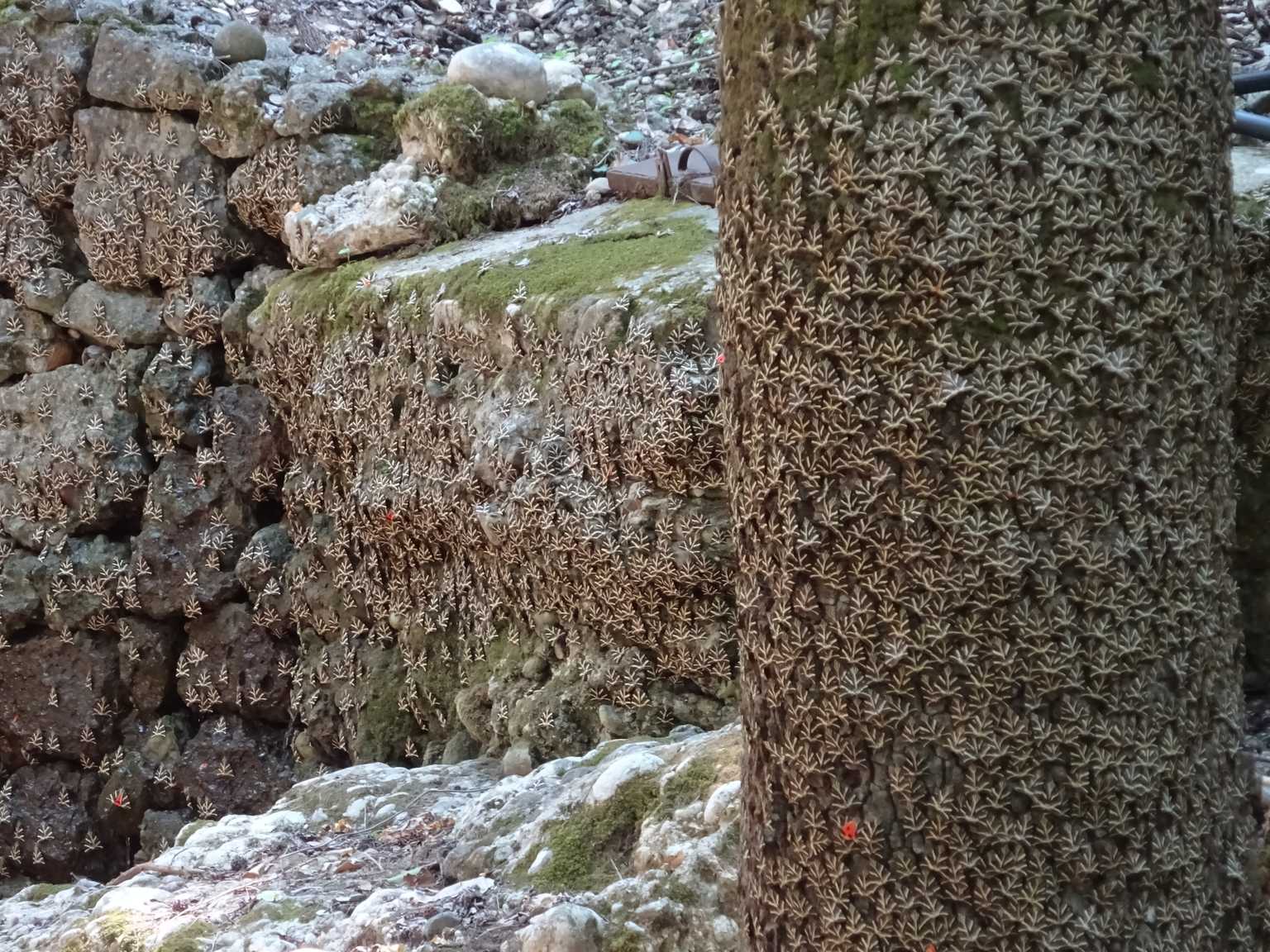 butterfly valey hunderds of butterflies on tree and rocks