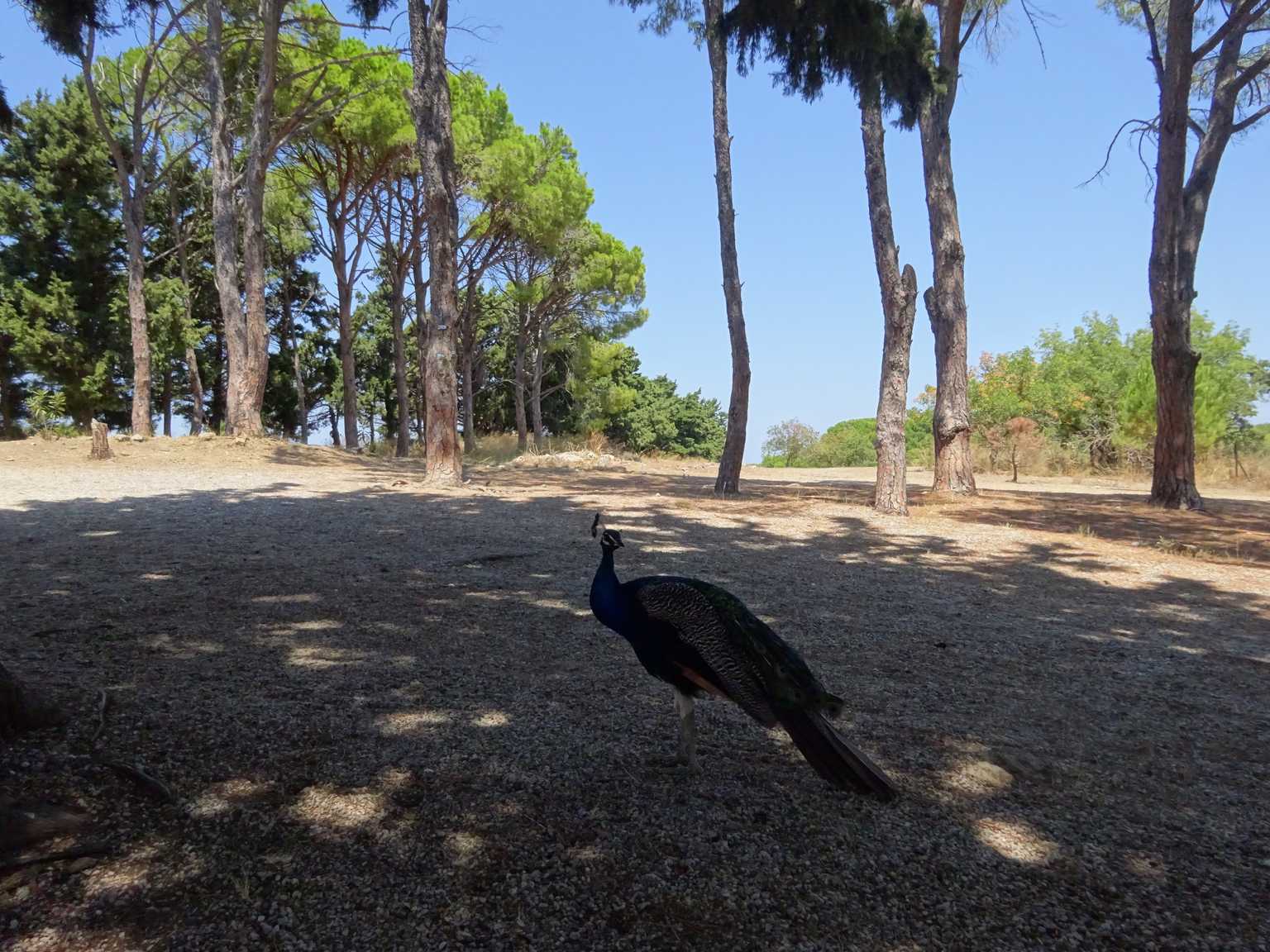 filerimos peacock wildlife